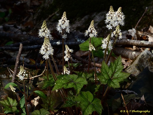 {Tiarella wherryi}
